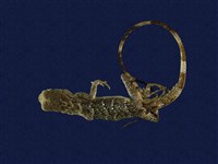 藏品(石垣攀蜥)的圖片